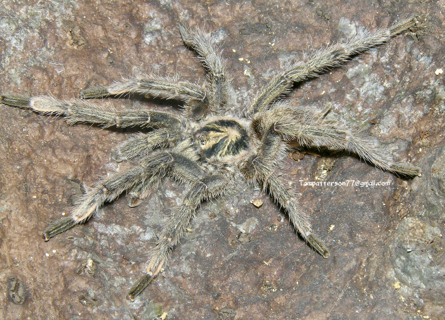 Neoholothele incei 'Olive' 1.5”