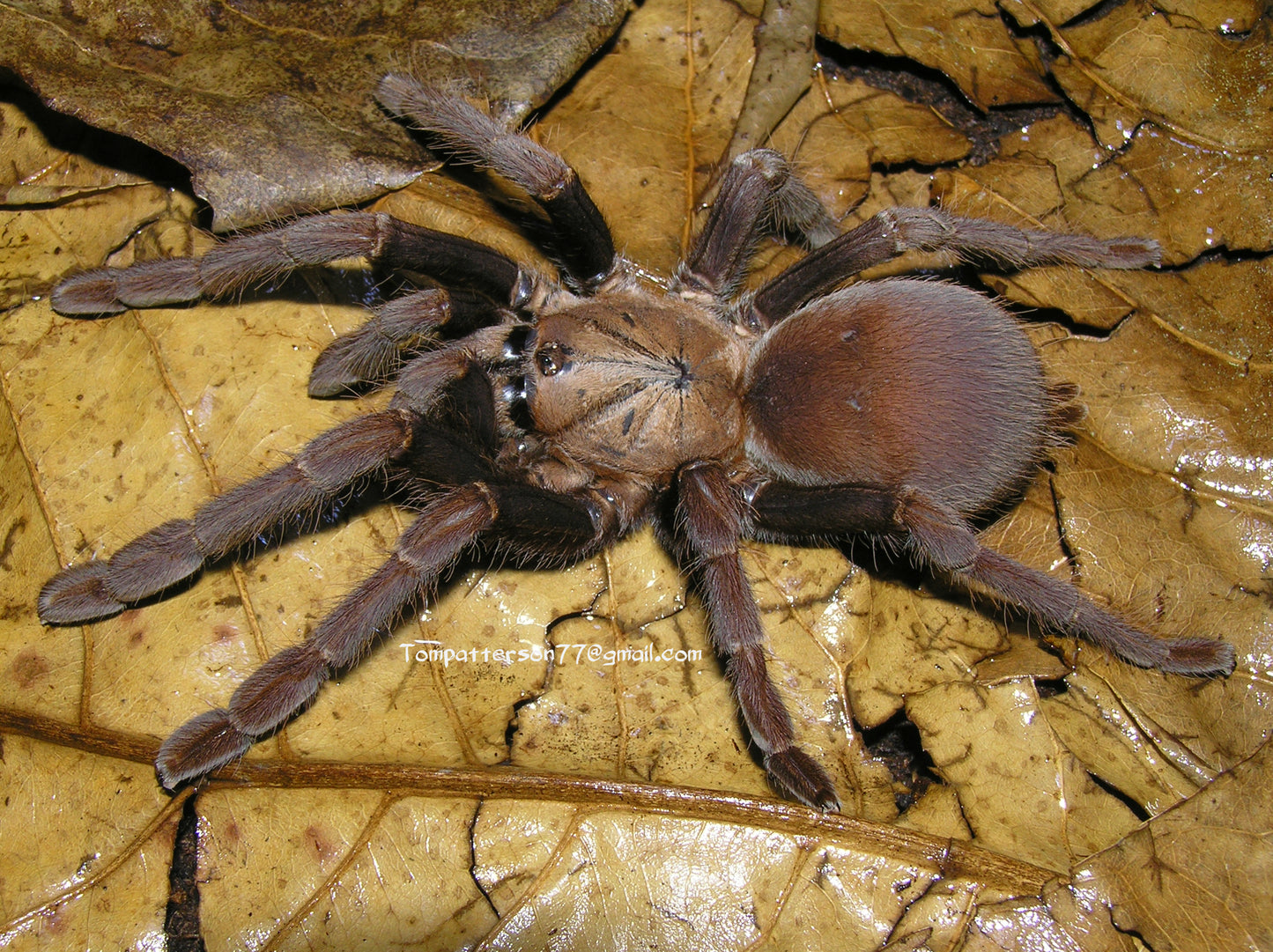 Thrigmopoeus truculentus 1”