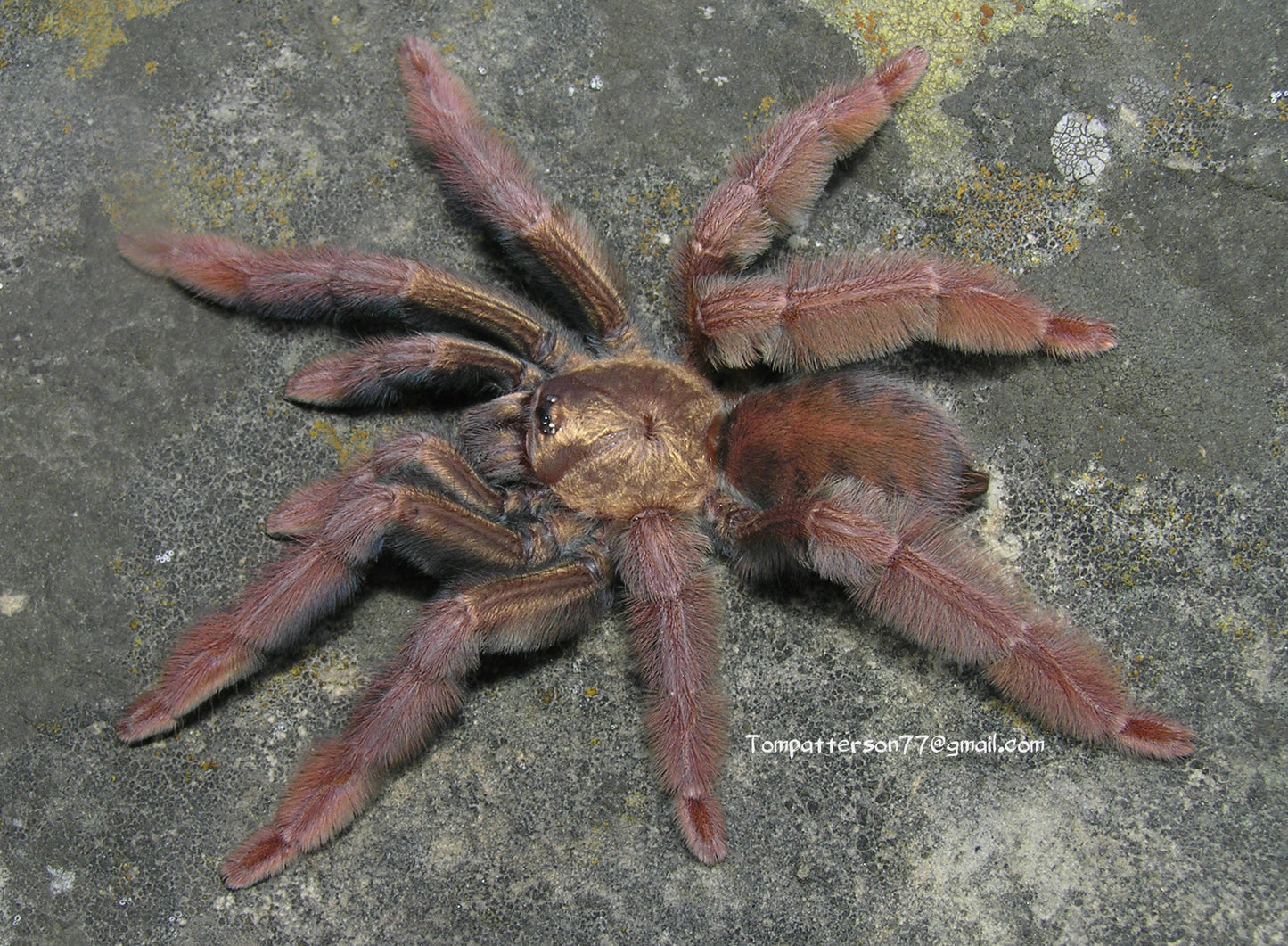 Psalmopoeus ecclesiasticus