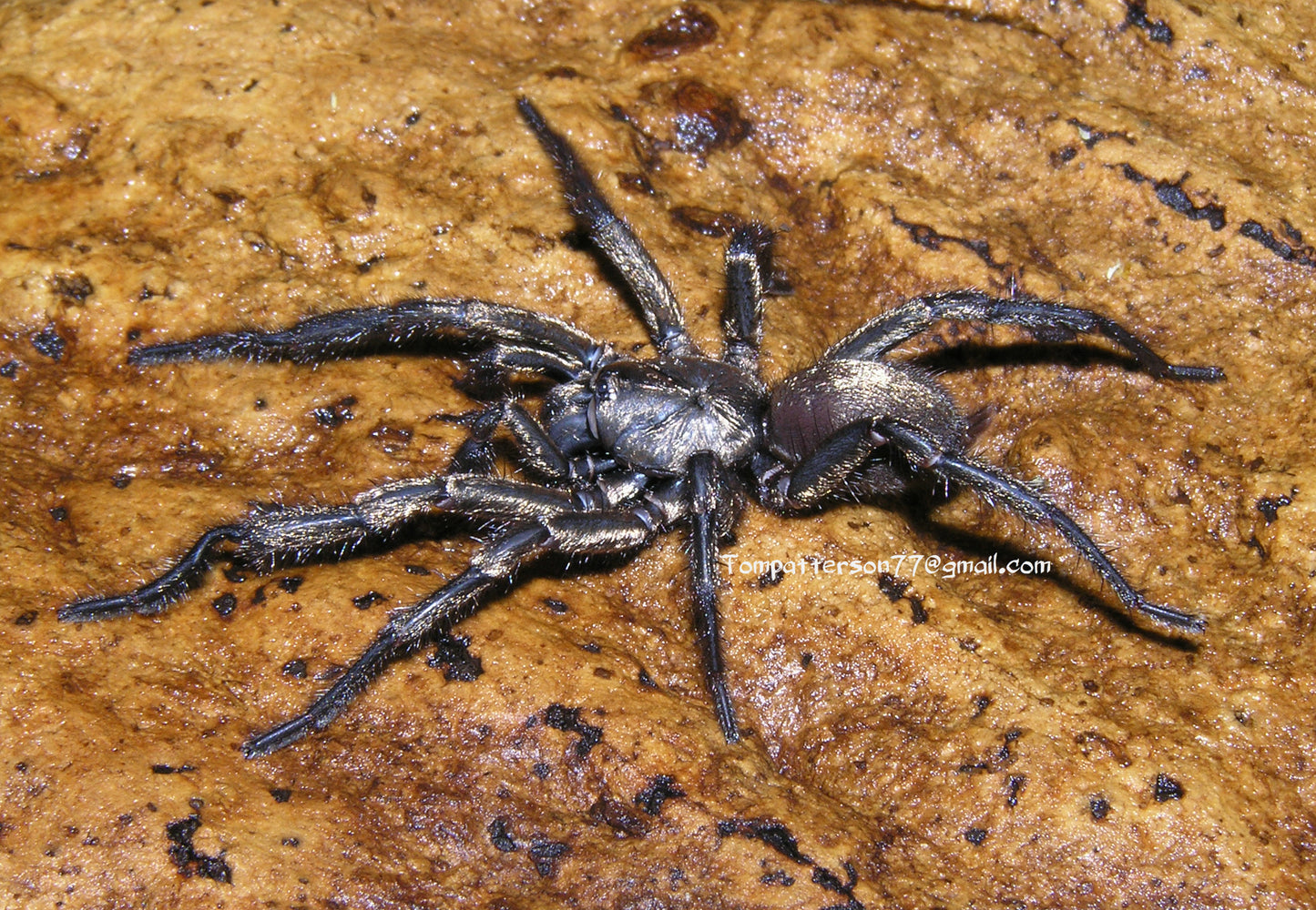 Fufius lanicius 1/2”