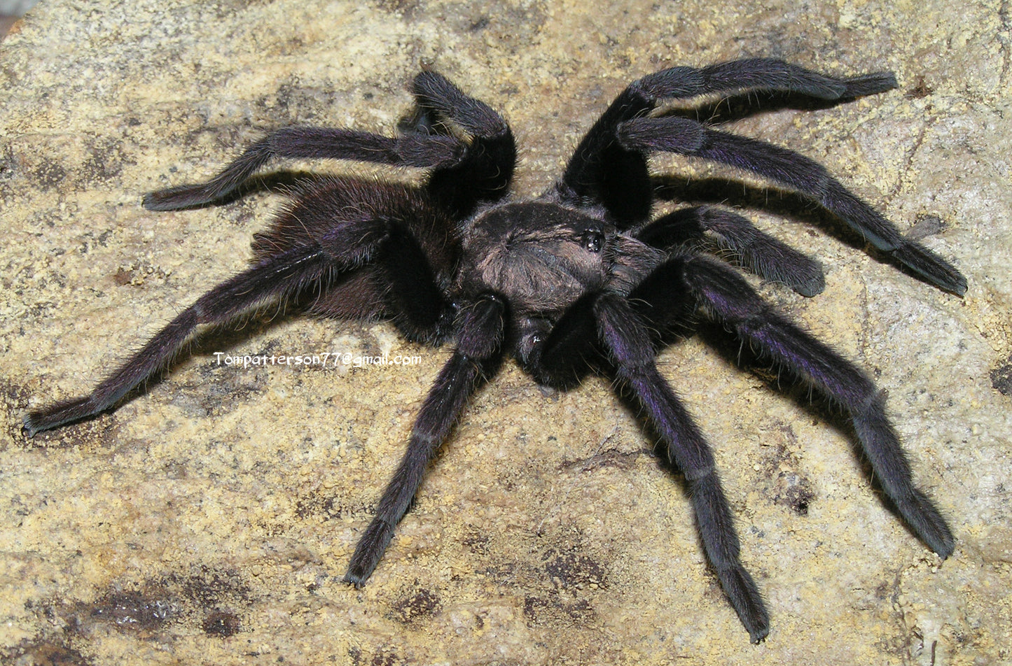Thrigmopoeus truculentus 1”