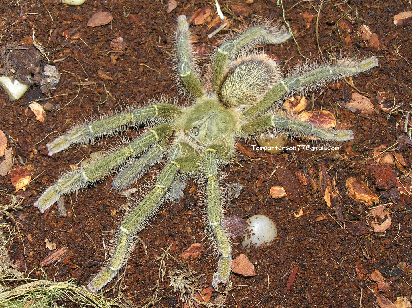 Omothymus schioedtei