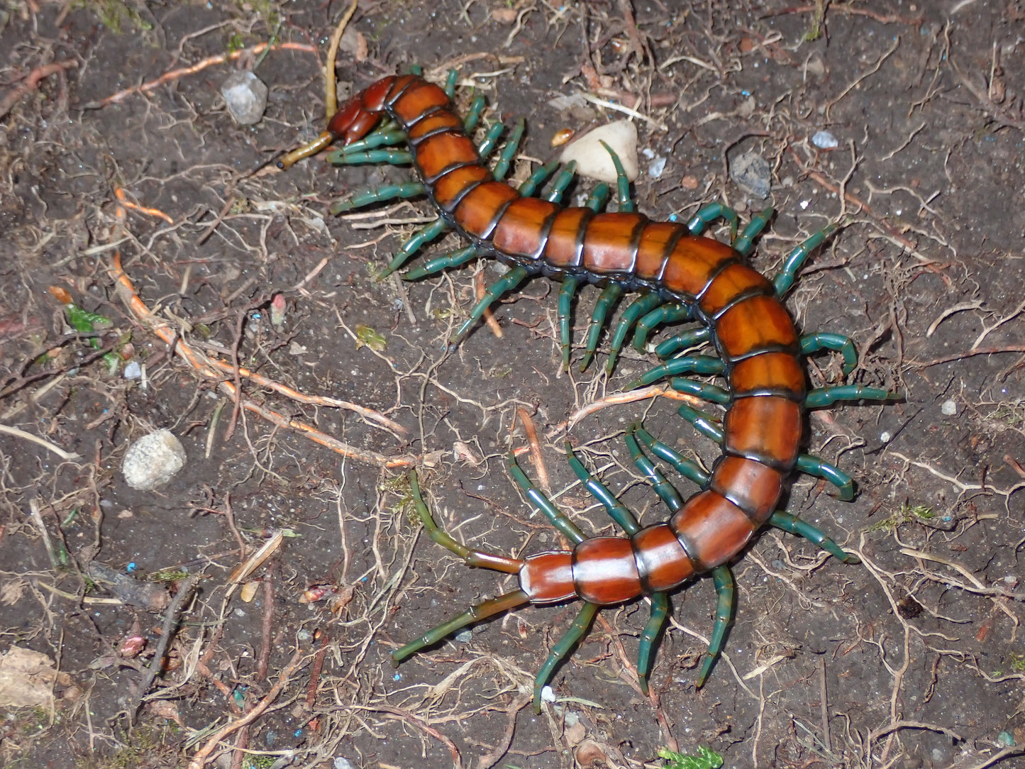 Scolopendra sp. “Mint leg” (missing partial antenna)