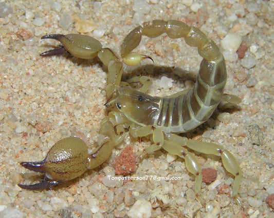 Scorpio palmatus (ex. Scorpio maurus)