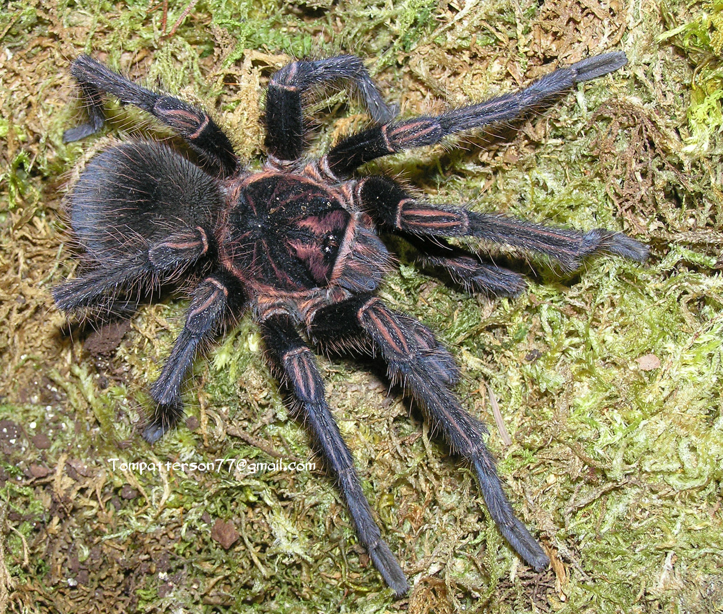 Acanthoscurria simoensi 3” - 4” (suspected males)