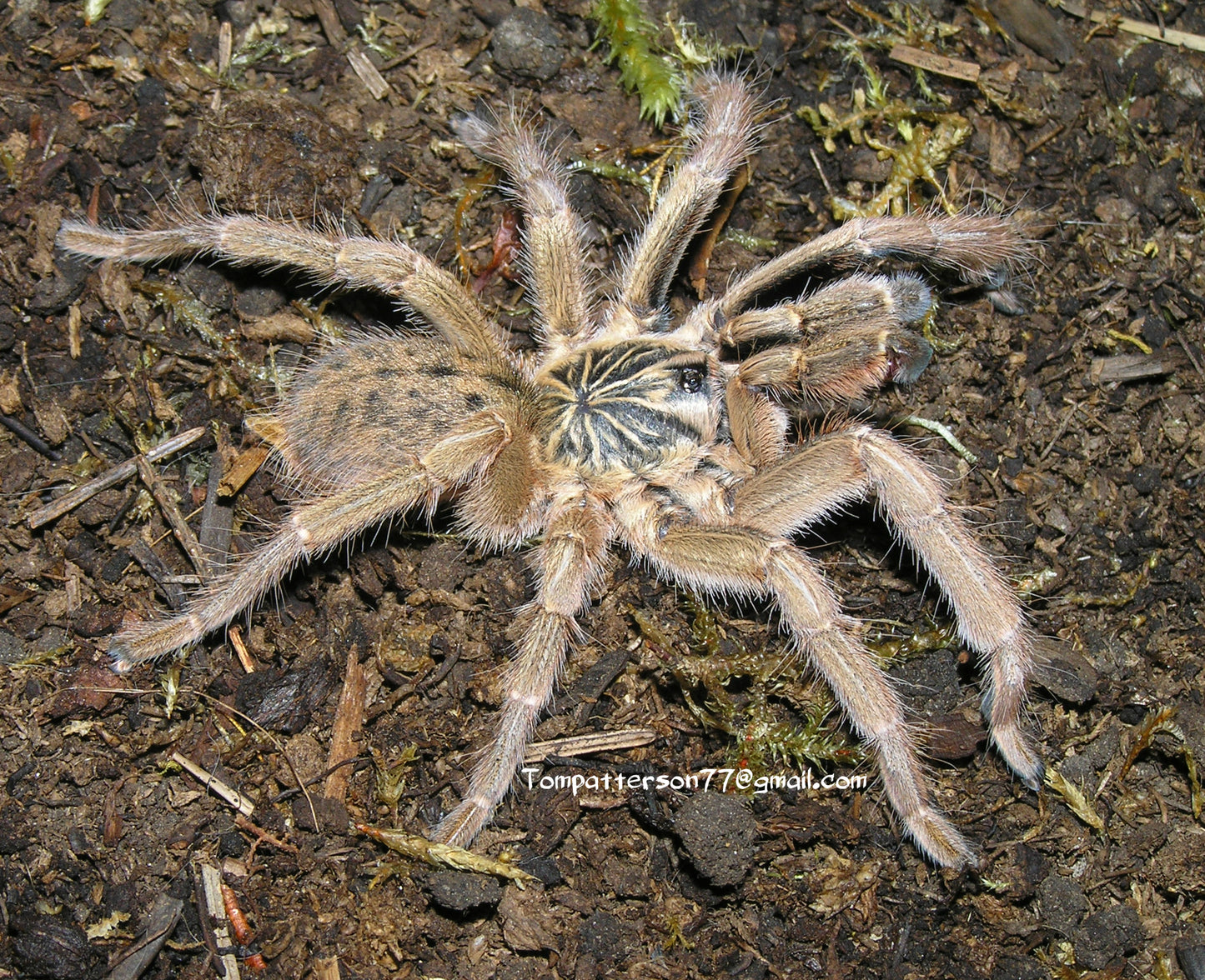 Augacephalus ezendami 1/2”