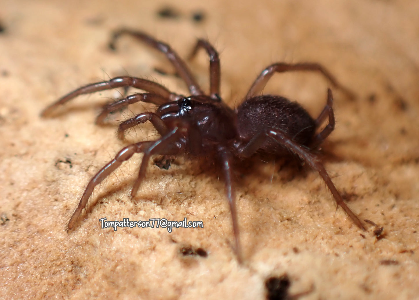 Orientothele mingsheng (ex. Macrothele) 1/4”