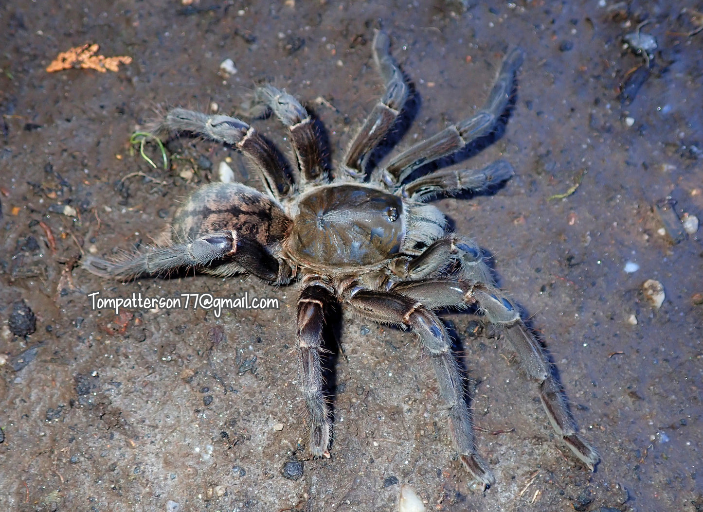 Cyriopagopus vonwirthi 6” (females)