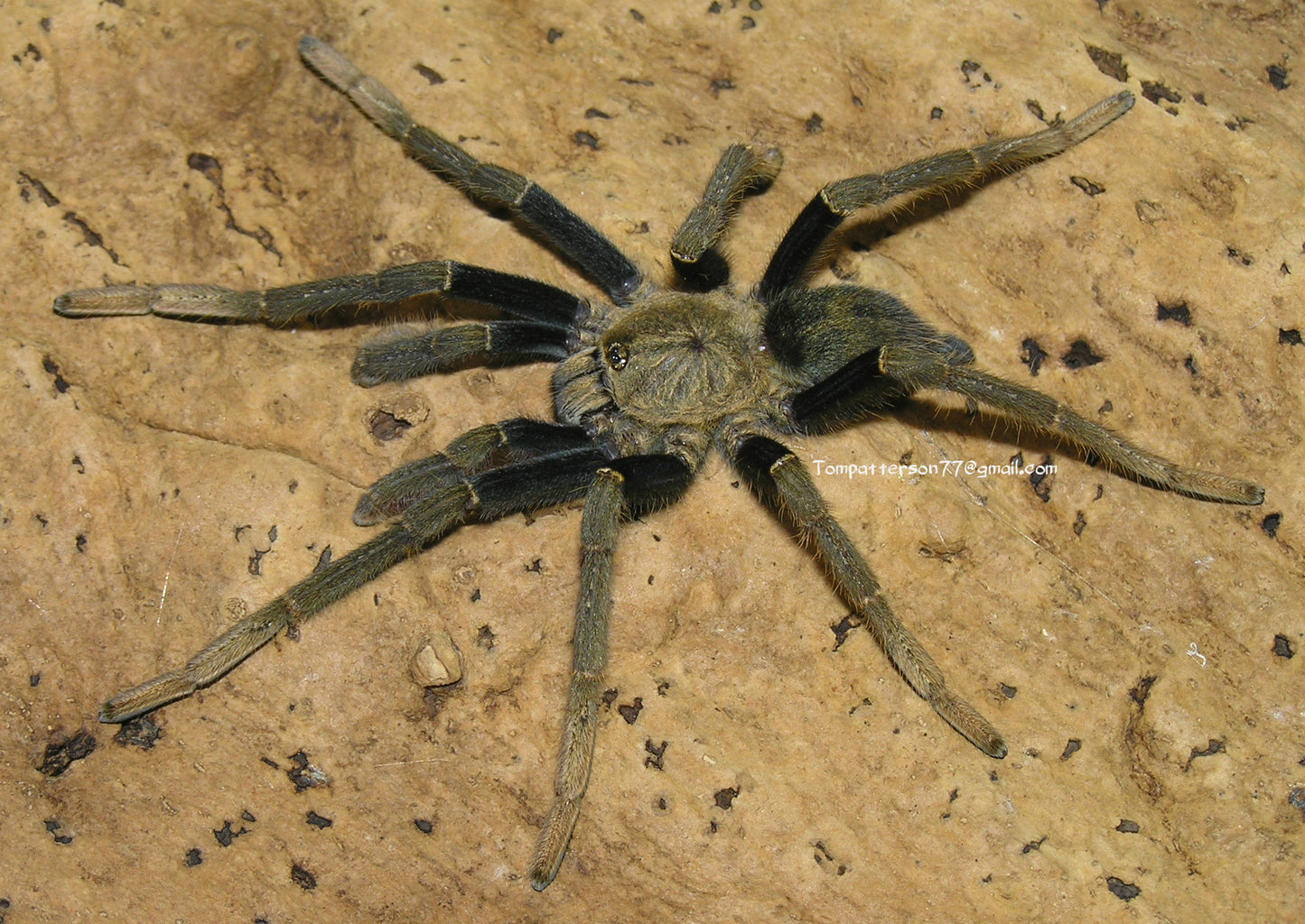 Encyocratella olivacea 3/4”