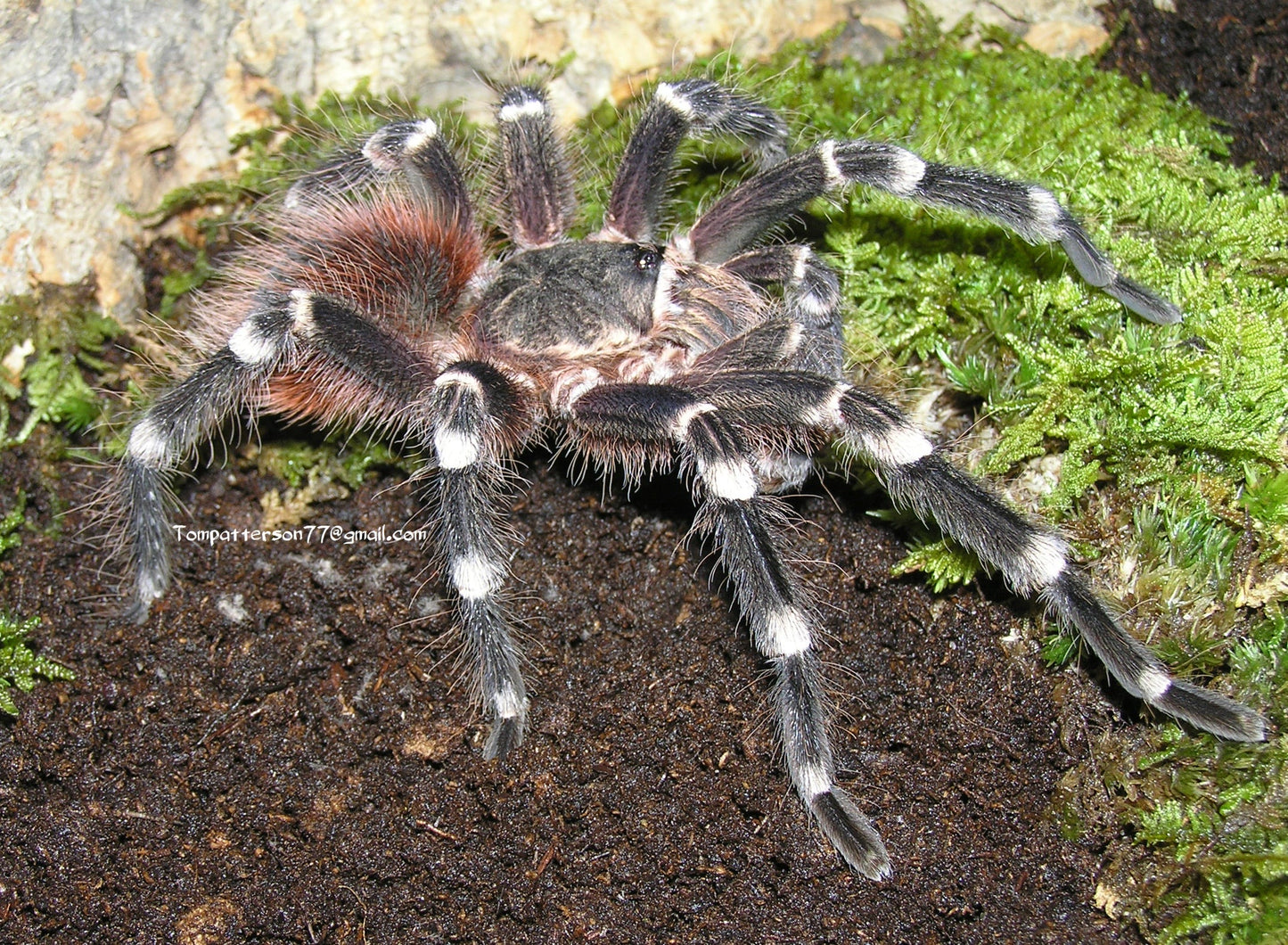 Acanthoscurria geniculata 1/4”