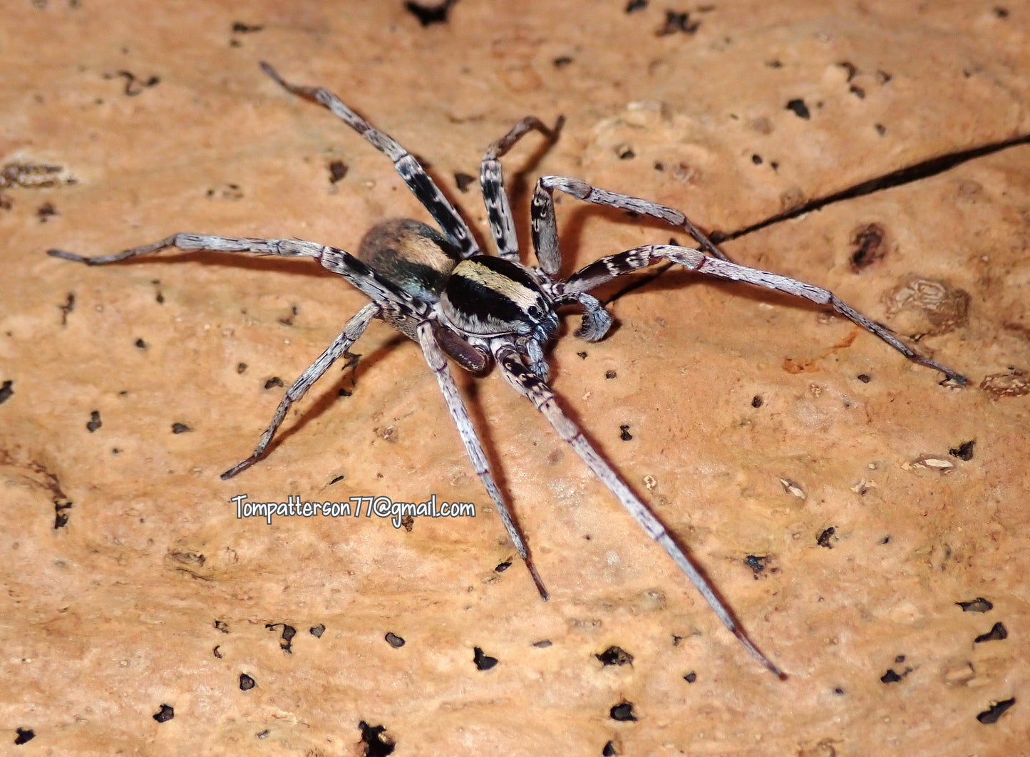 Ohvida sp. “Cuba” 1/4”