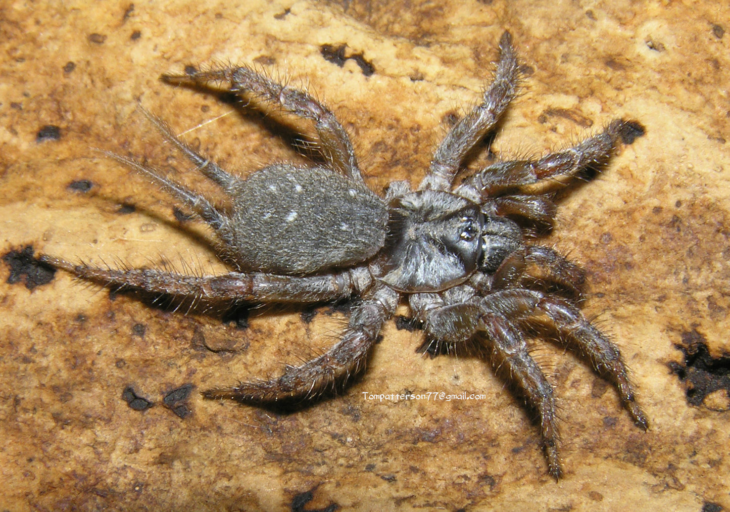 Thelechoris striatipes 1/8”