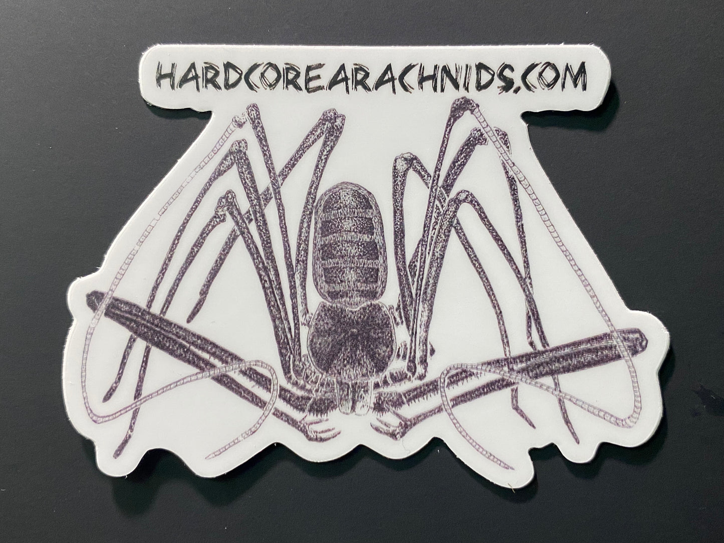 3” Vinyl sticker (Amblypygi)