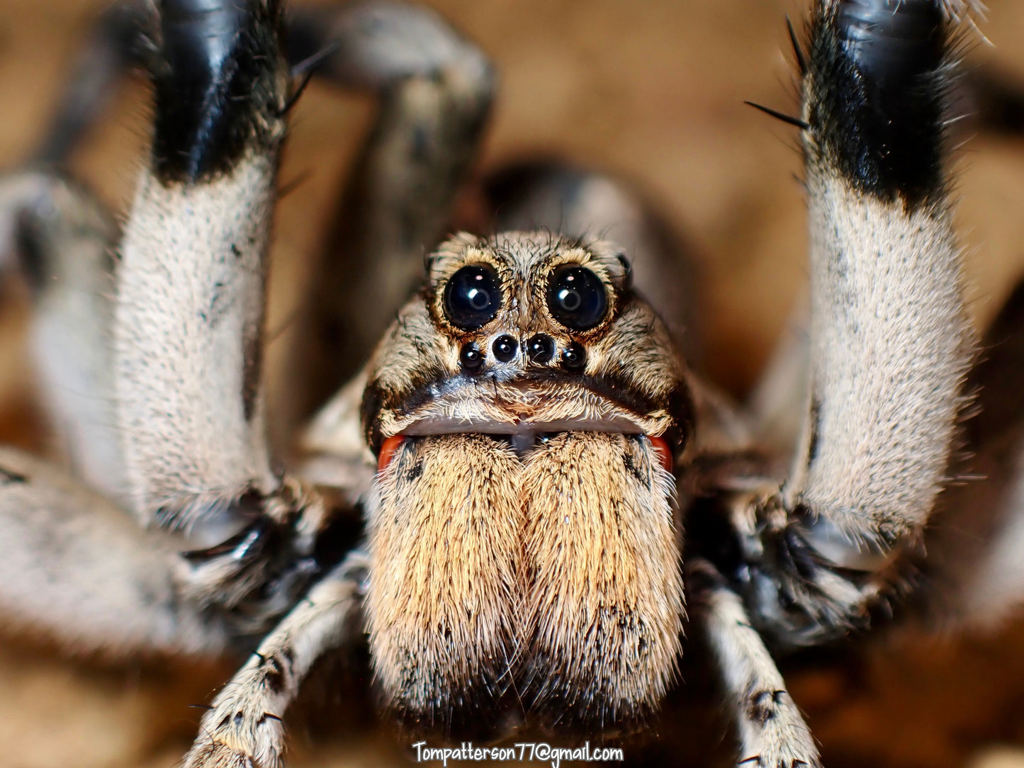 Hogna carolinensis 3” big females