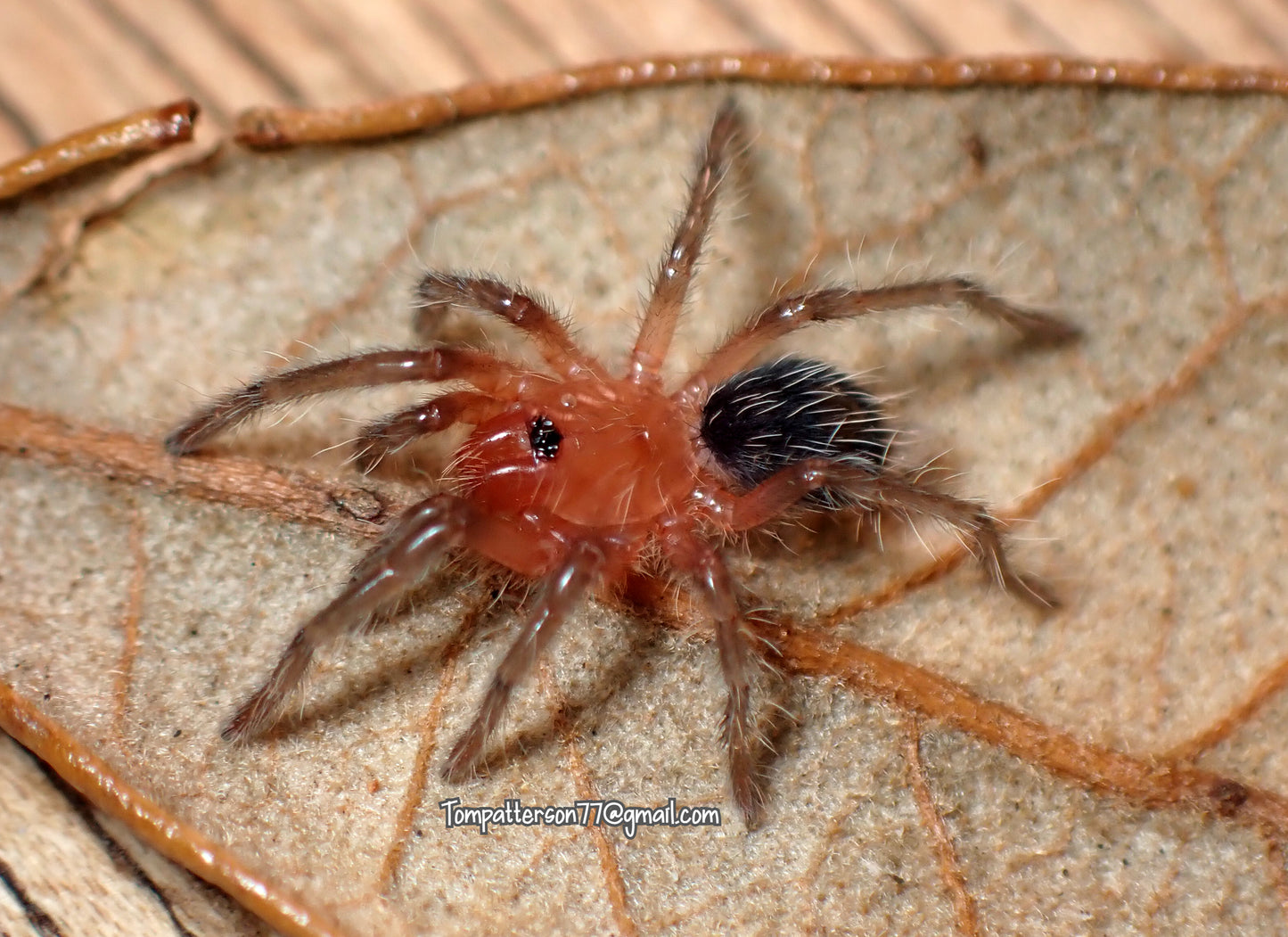 Cyriocosmus sp 'Cereza' 1/4”