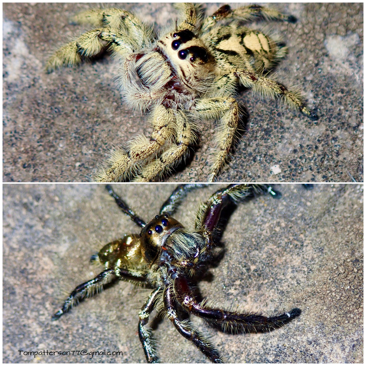 Hyllus diardi subadult pair 1/2” - 1” (suspected male and female pair)
