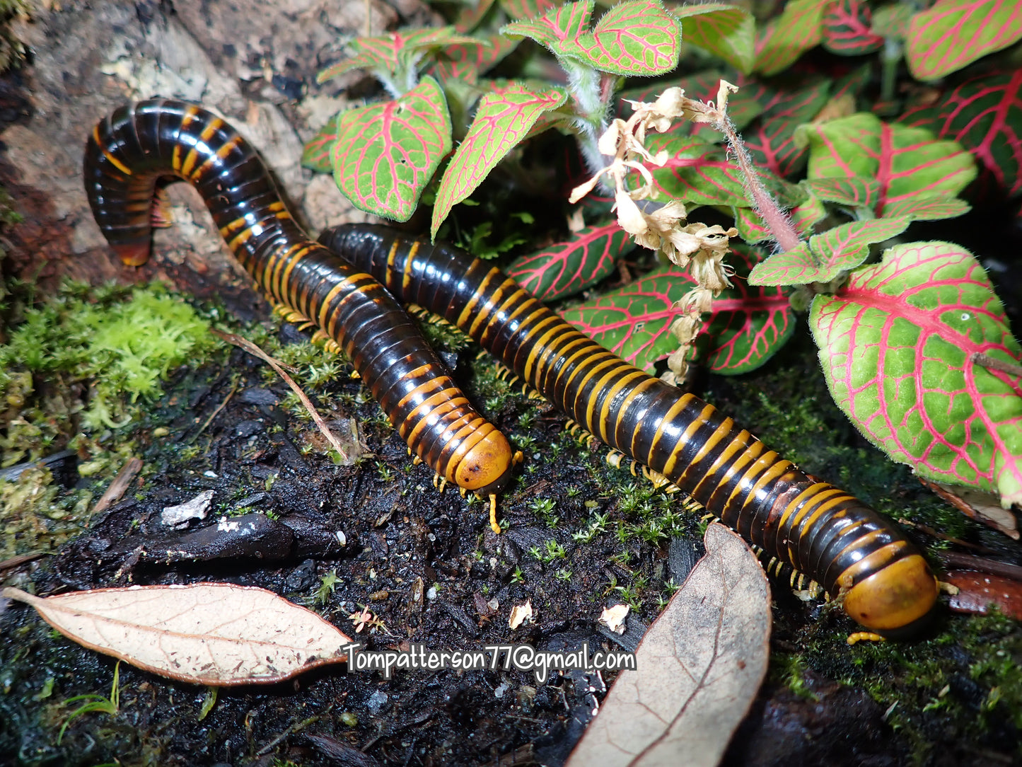 Spirobolida sp. Sulawesi calico 4”- 5”