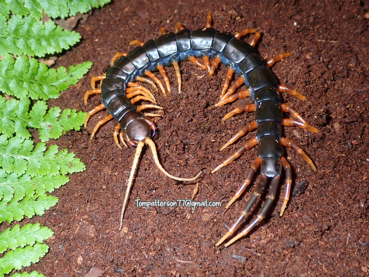 Scolopendra sp. “Mt. Merapi” 7”+