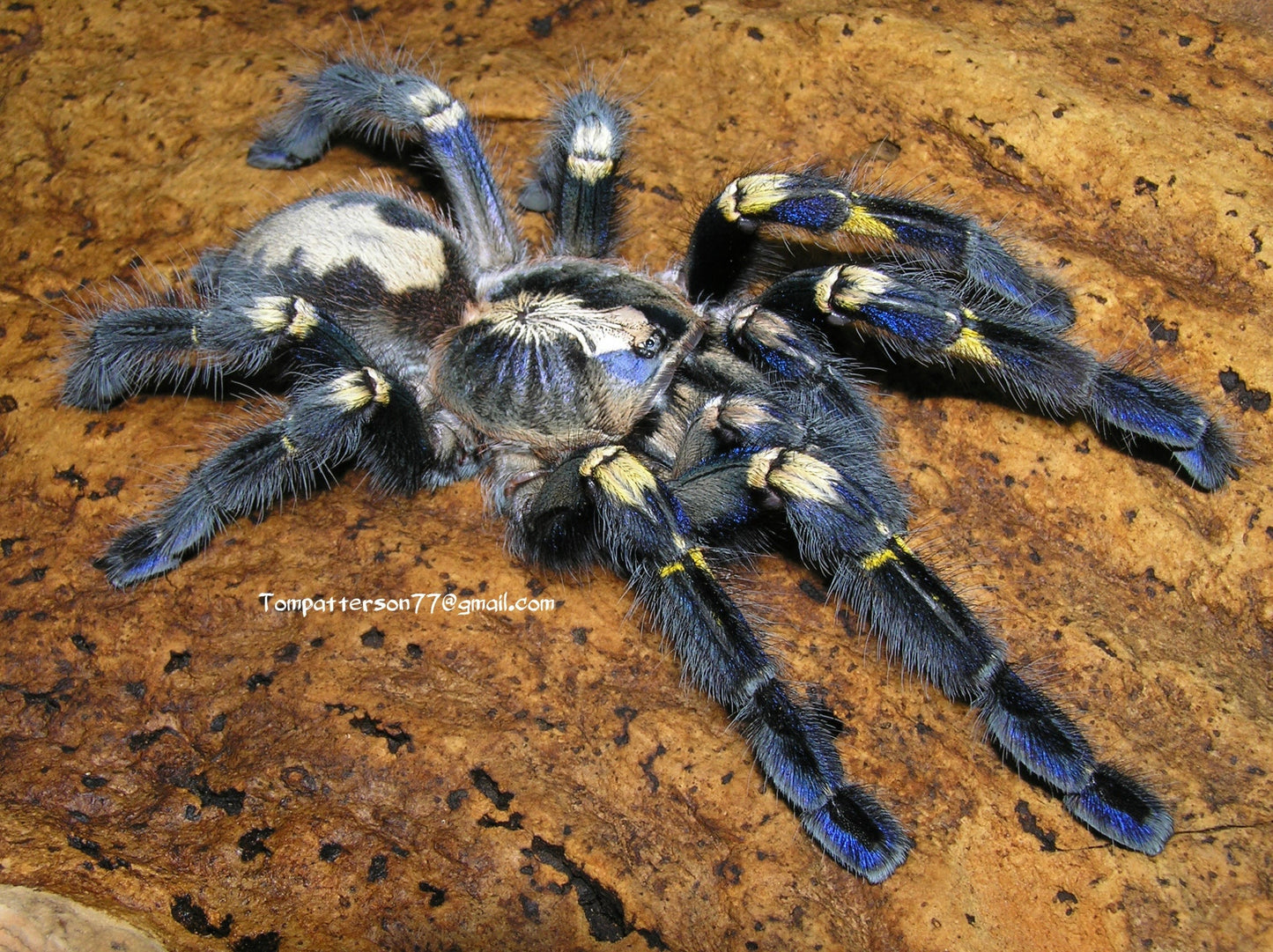Poecilotheria metallica 1”