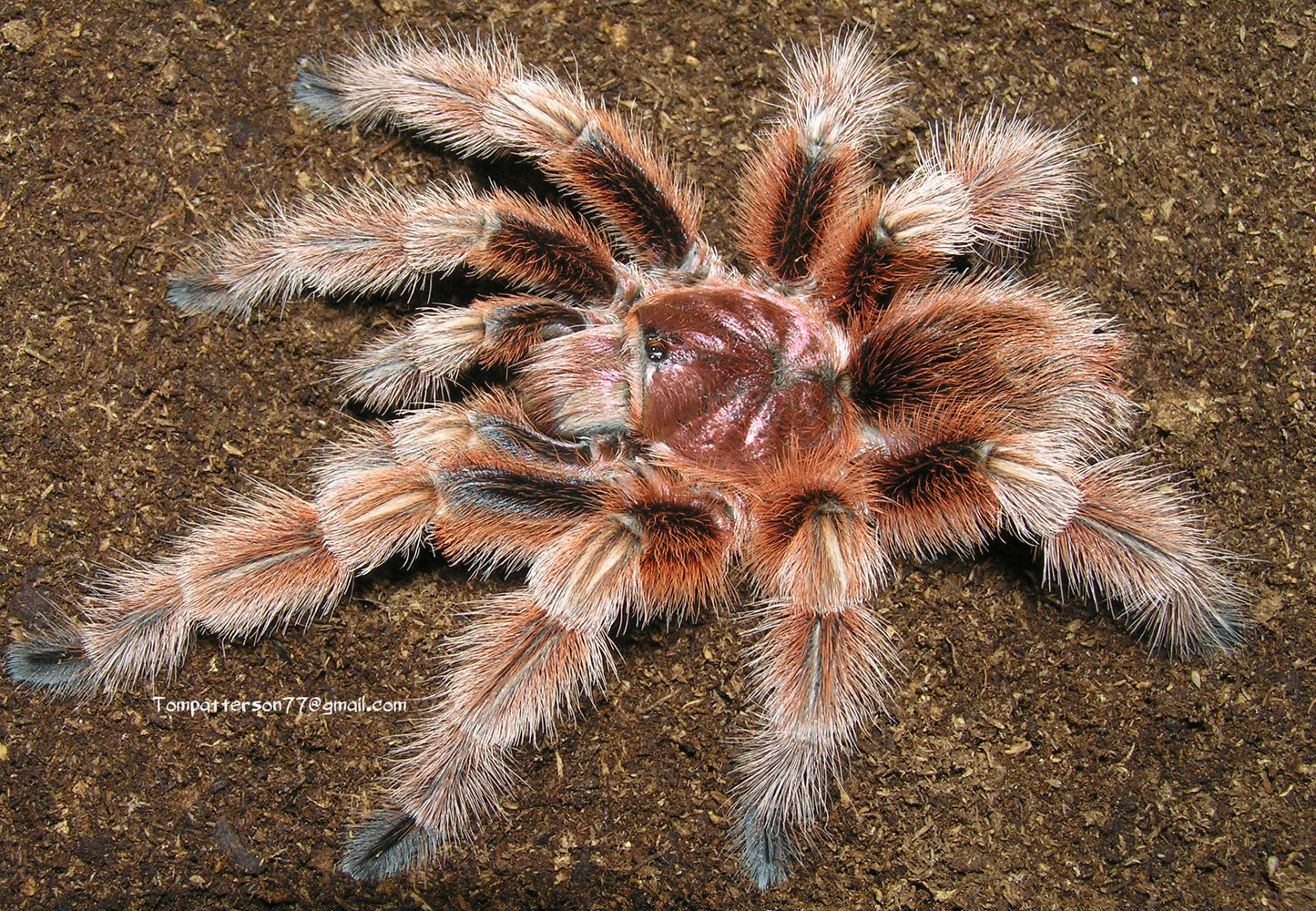 Grammostola rosea (RCF) 3/4”
