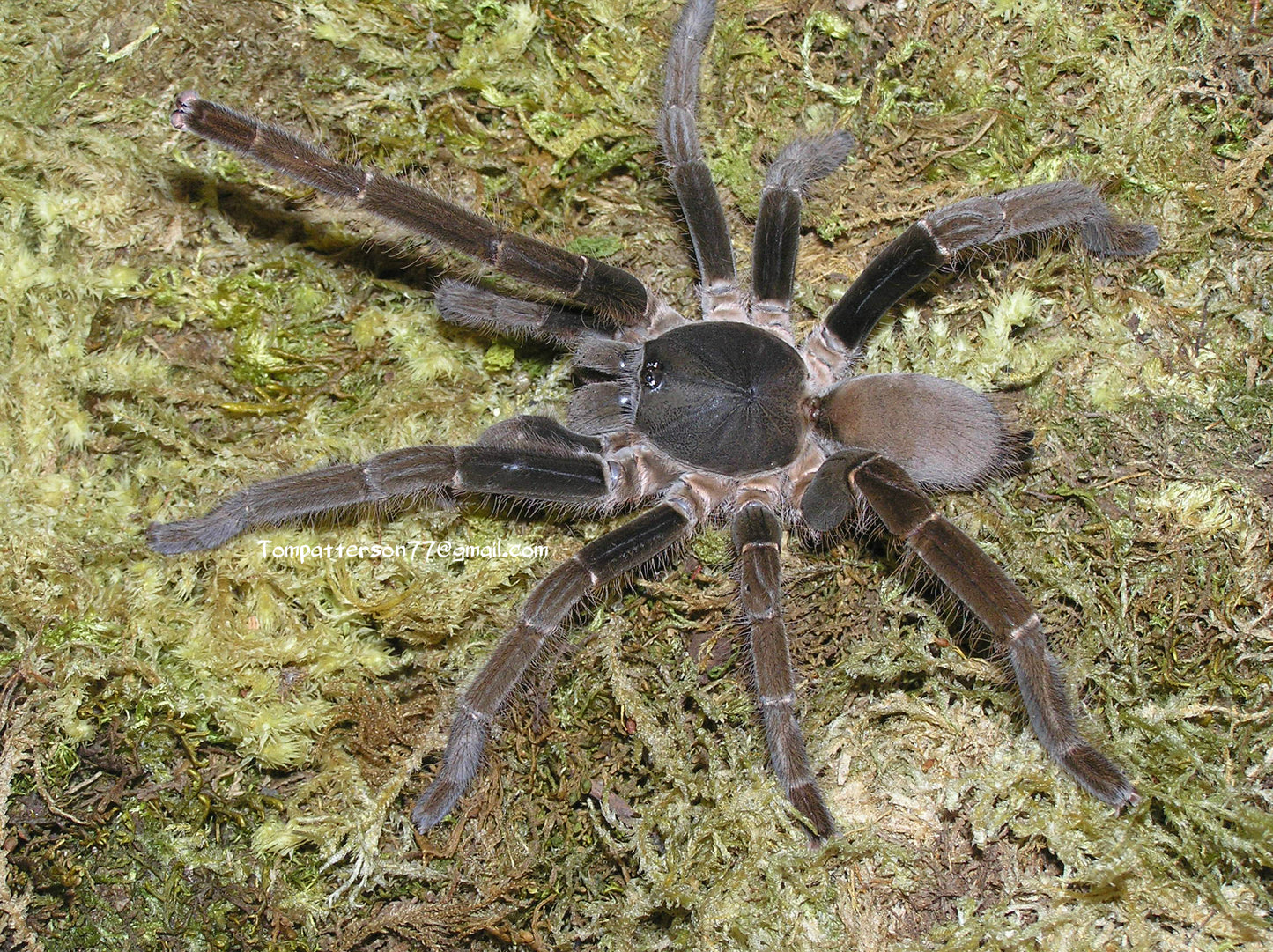 Hysterocrates gigas 3/4”