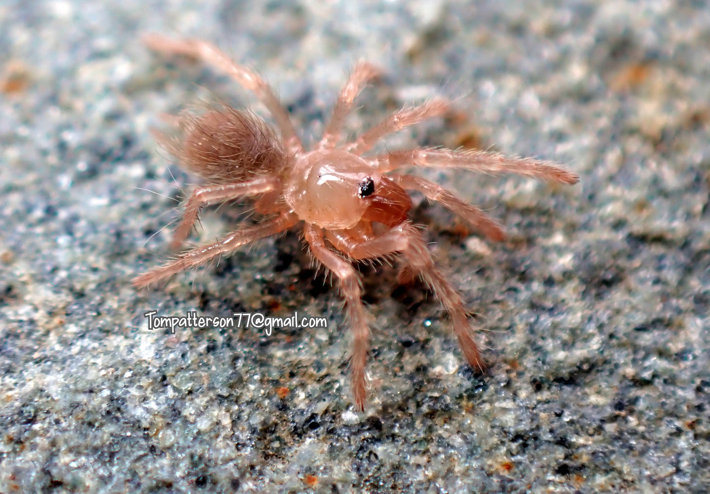Cyclosternum sp. “Aureum” 1/4”