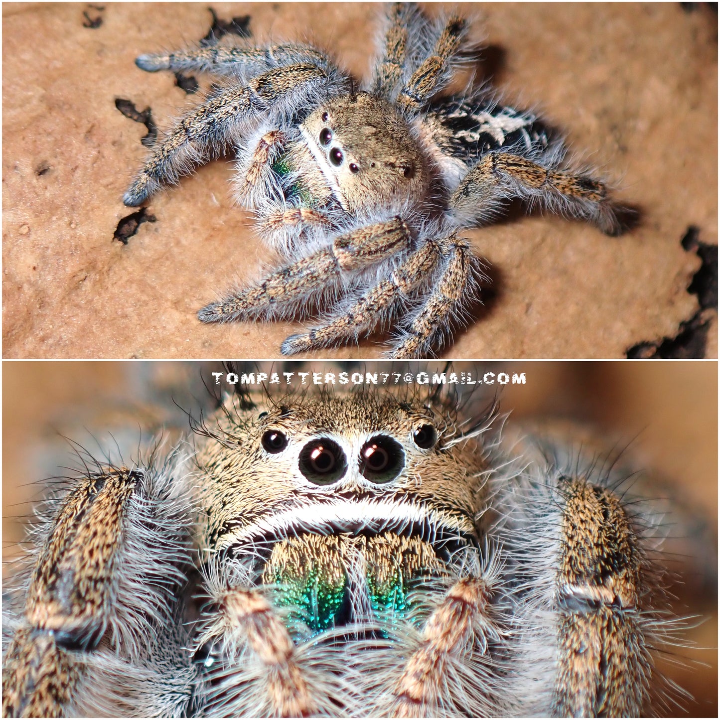 Phidippus texanus females (Texan Jumping Spider)