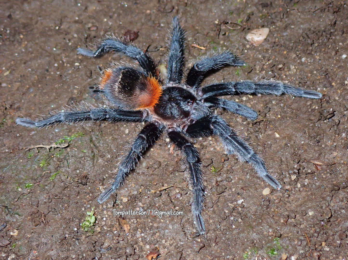 Homoeomma chilense 1/4”