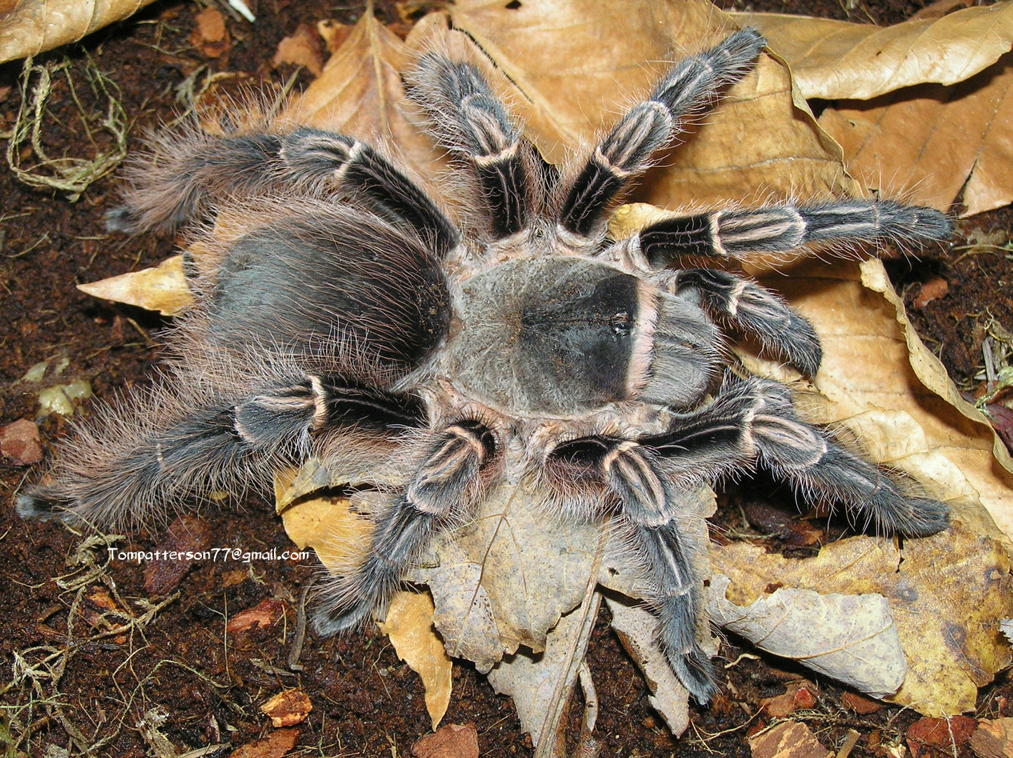 Eupalaestrus campestratus 1/4”