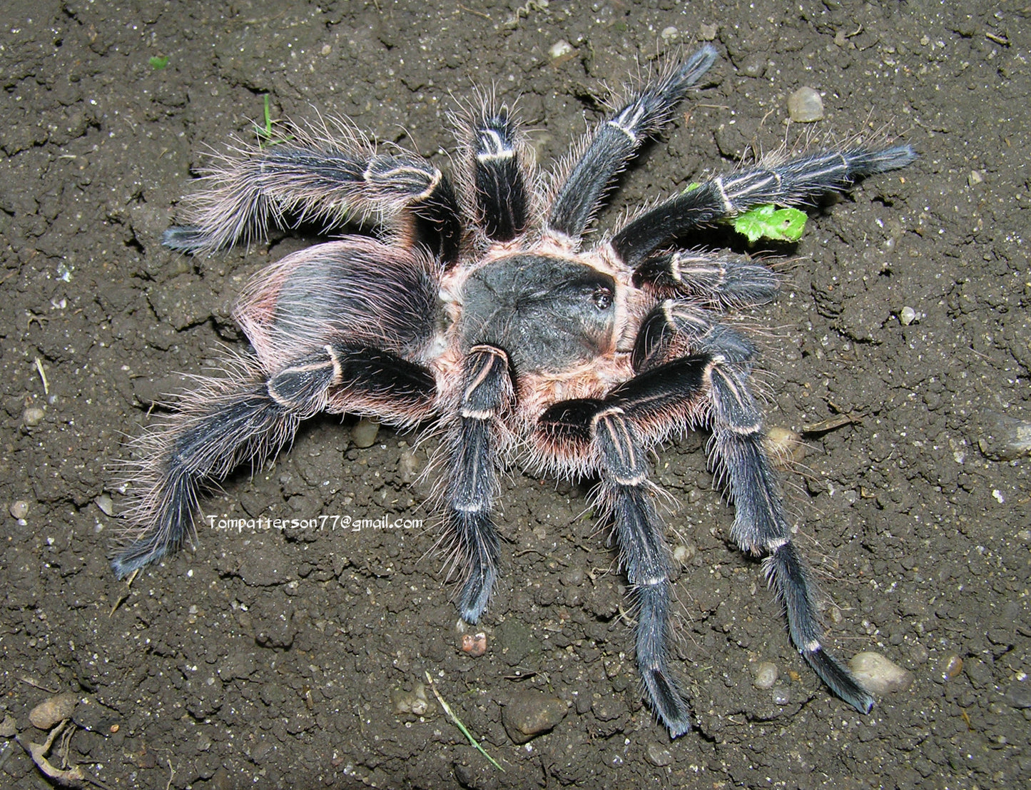Eupalaestrus campestratus 1/4”