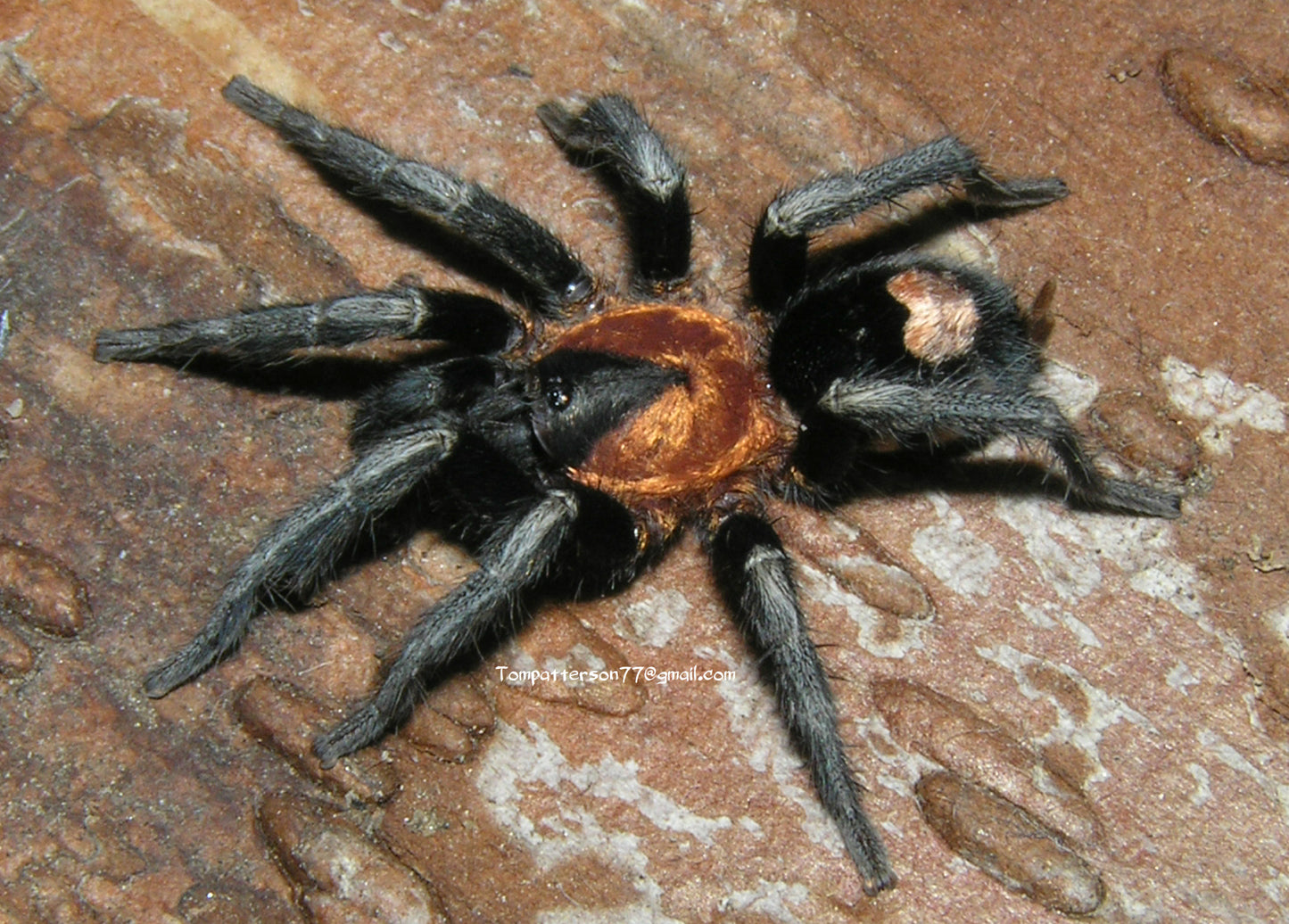 Cyriocosmus elegans 1/8”