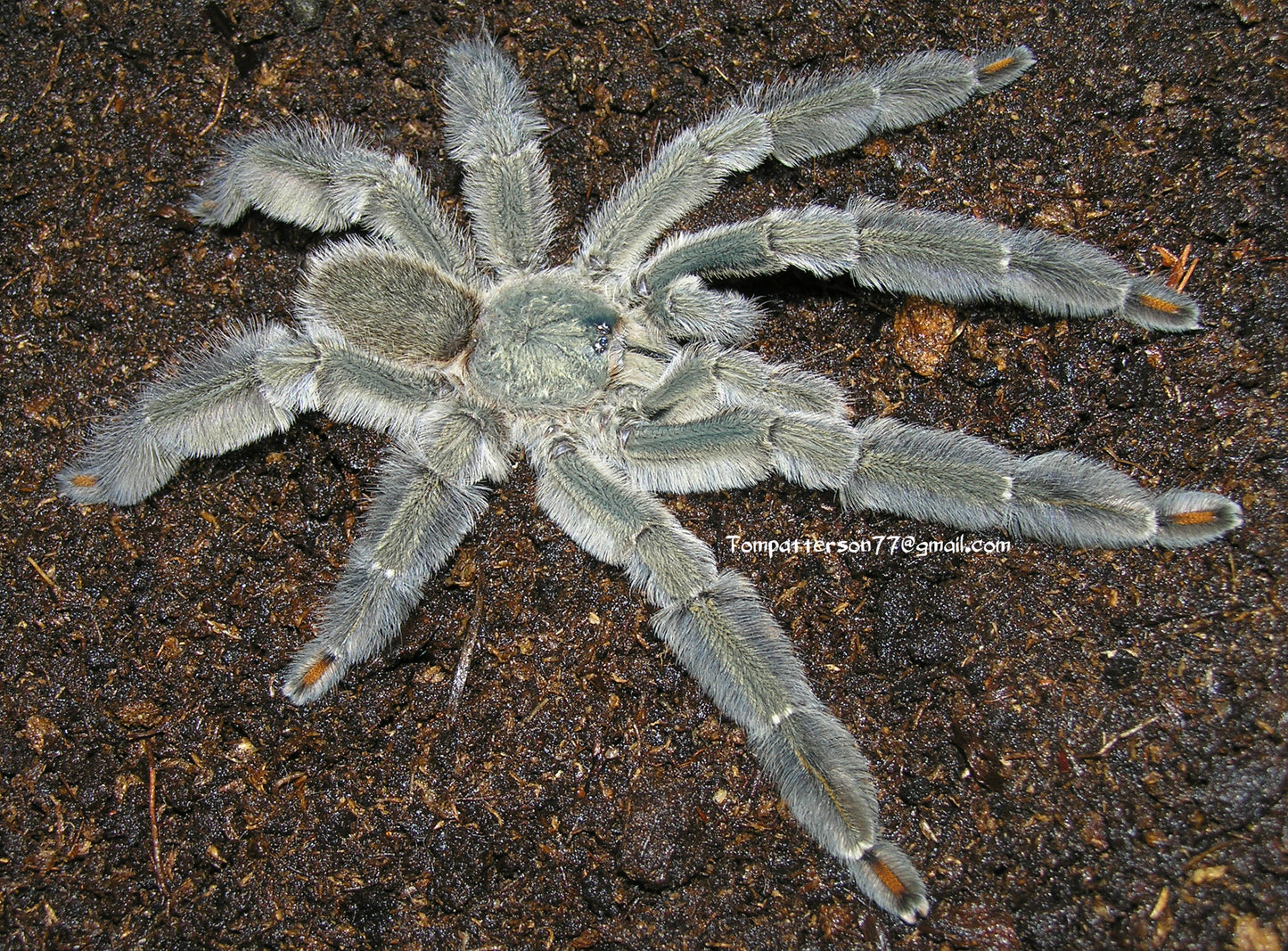 Psalmopoeus cambridgei 3/4”