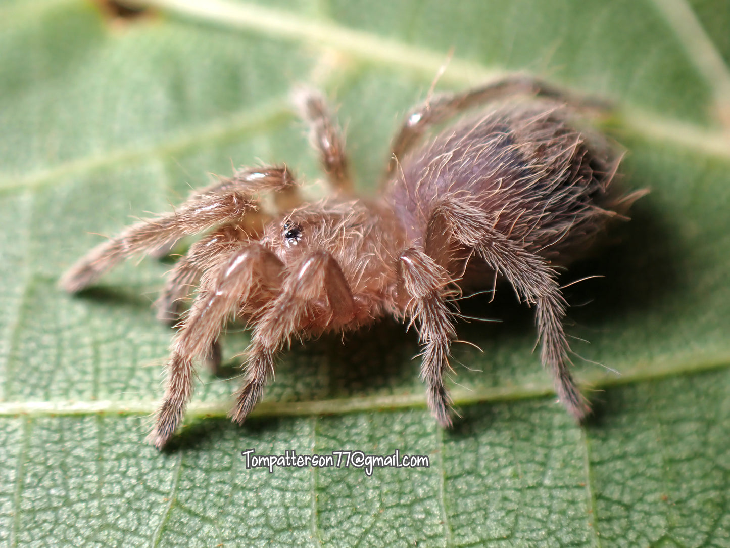 Eupalaestrus weijenberghi 1/4”