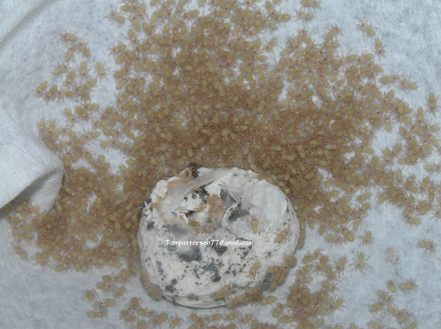 Kochiana brunnipes 1/4”
