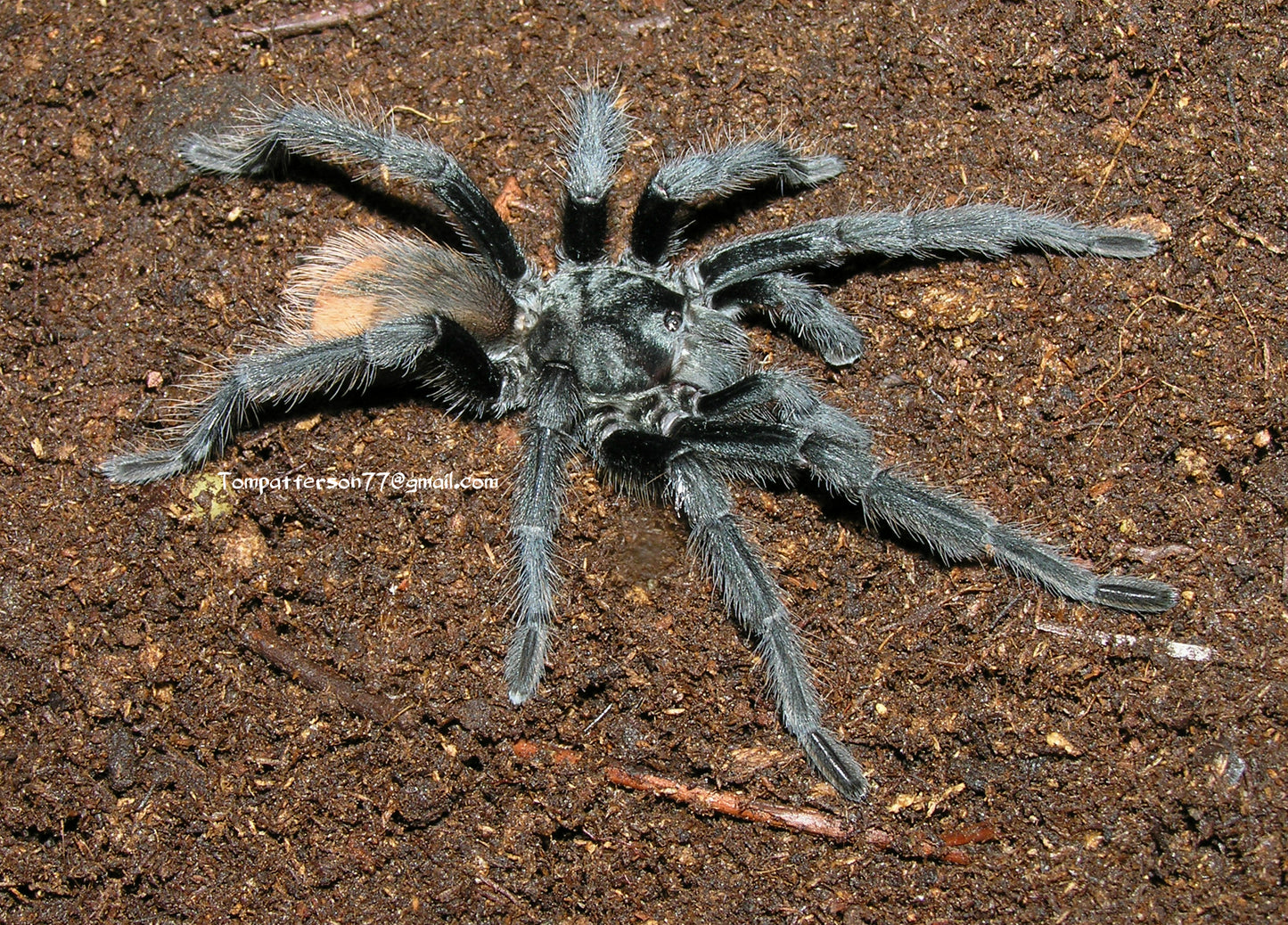 Aphonopelma vorhiesi 4”