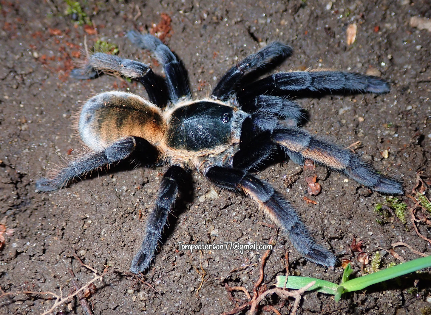 Ornithoctonus aureotibialis 3/4”