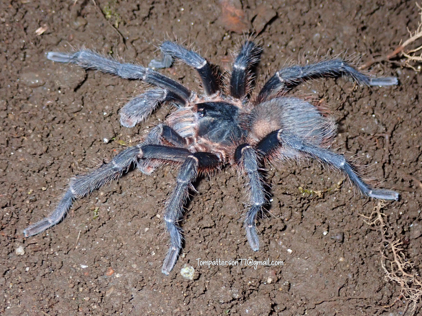 Acanthoscurria theraphosides 1/2”