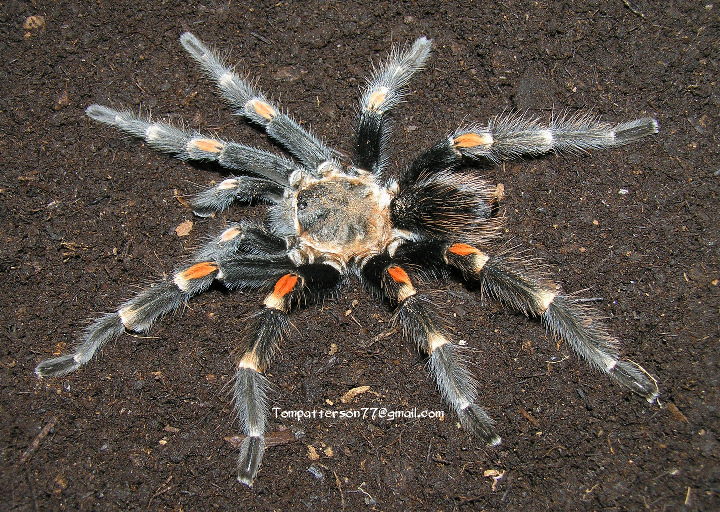 Brachypelma auratum 1/2”
