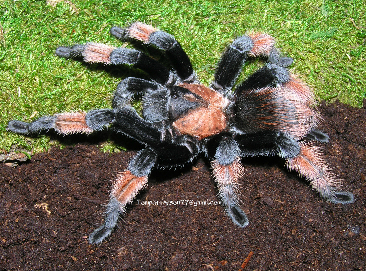 Brachypelma emilia 1/2”