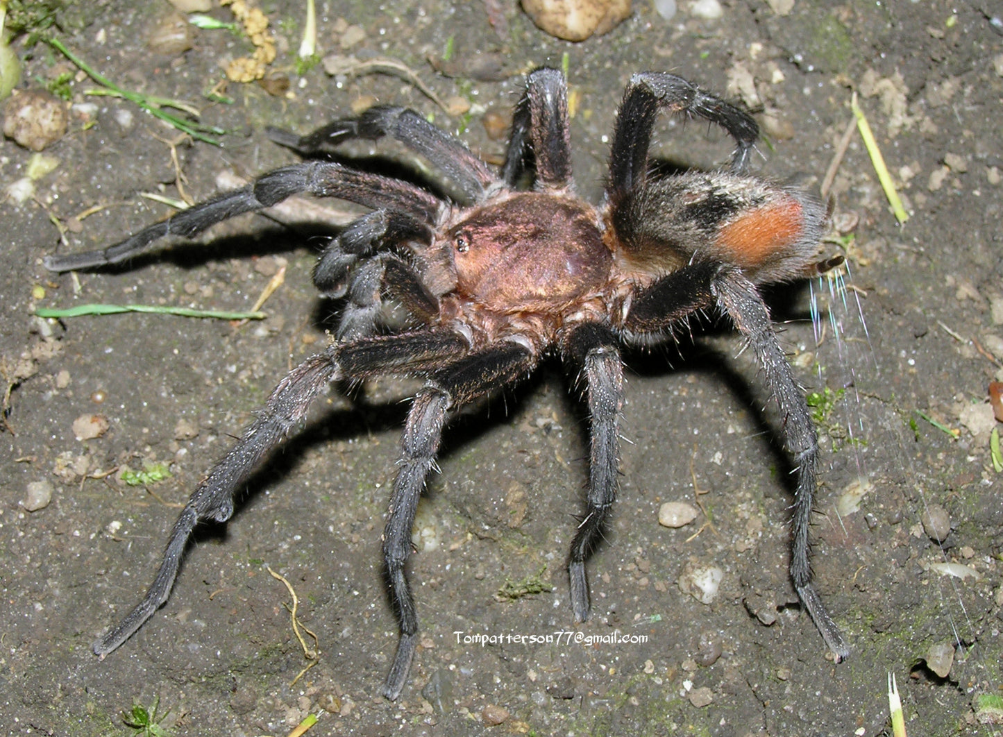 Bumba horrida (ex cabocla) 3/4”
