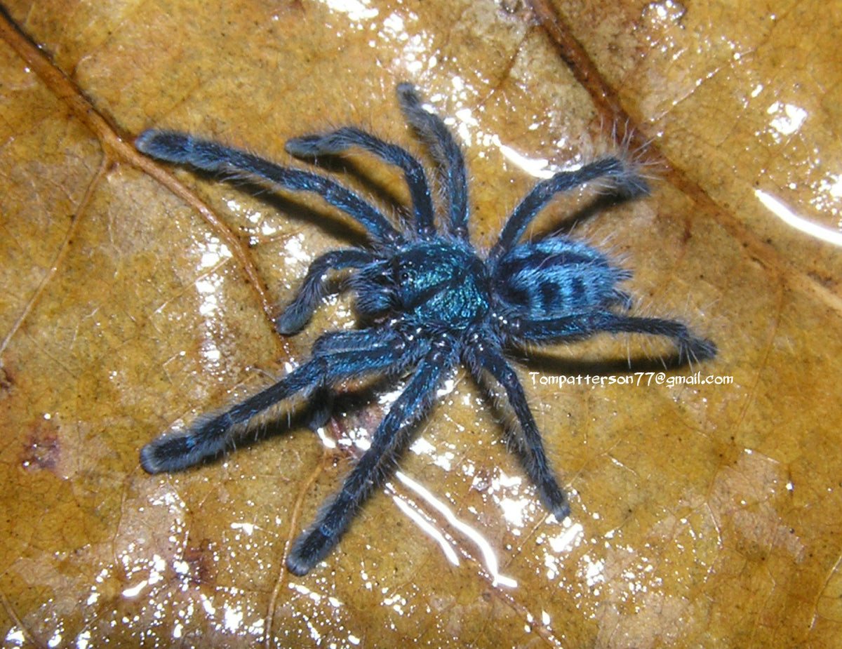 Caribena laeta 1/2”
