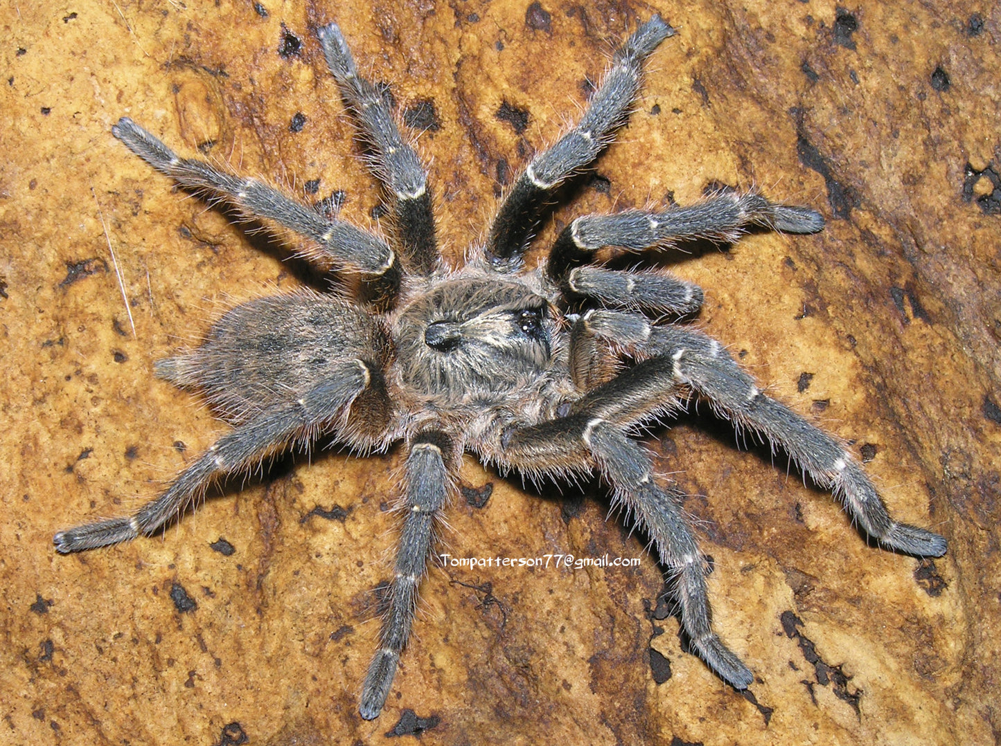 Ceratogyrus darlingi
