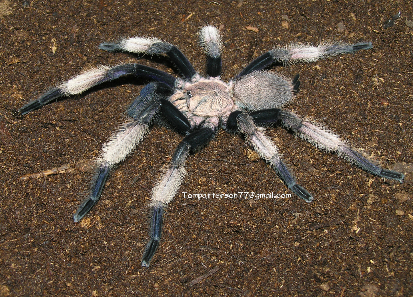 Chilobrachys sp. “South Vietnam blue” 3/4”