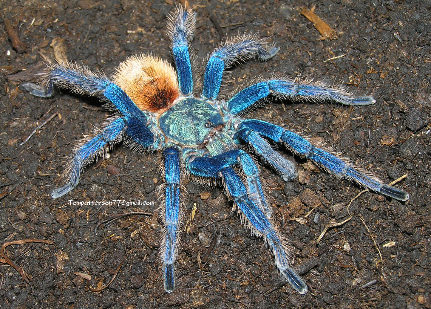 Chromatopelma cyaneopubescens 1/2”