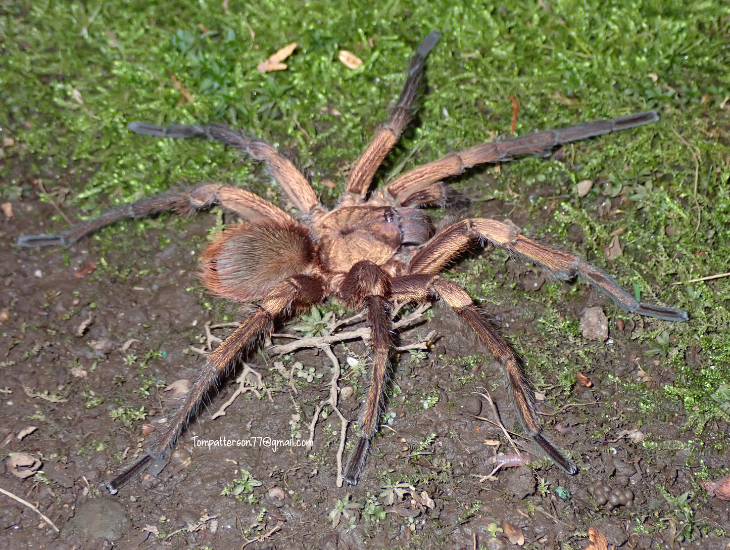 Citharacanthus cyaneus 1/4”-1/2”