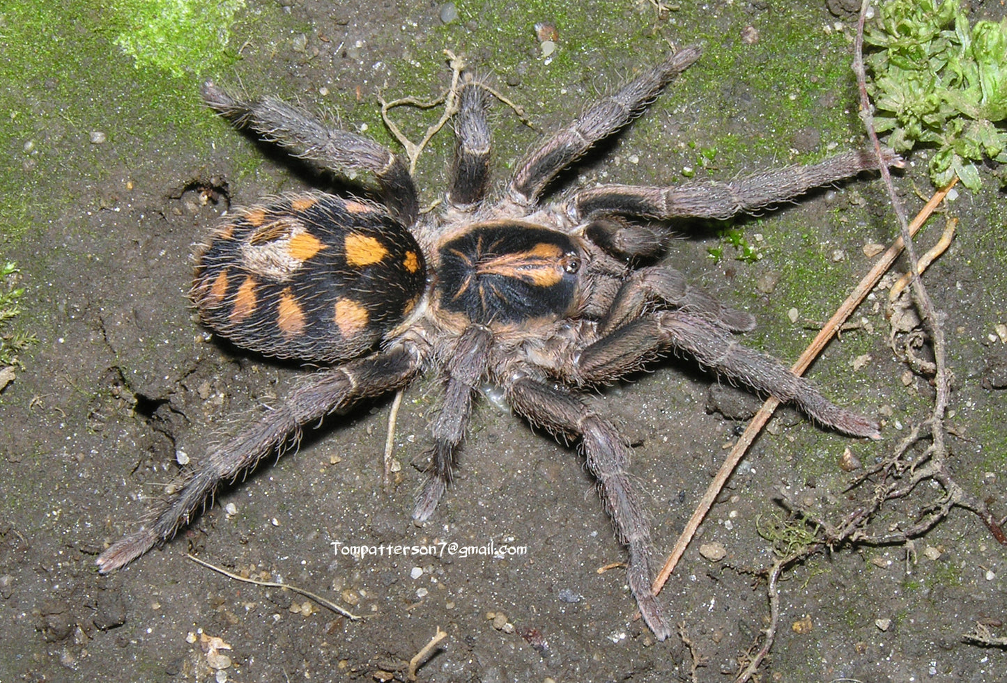 Hapalopus sp. “Colombia small/klein” 1/4”