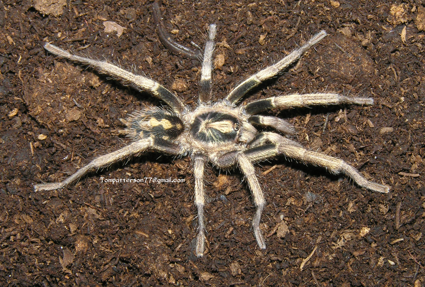 Hapalopus sp. “Colombia small/klein” 1/4”