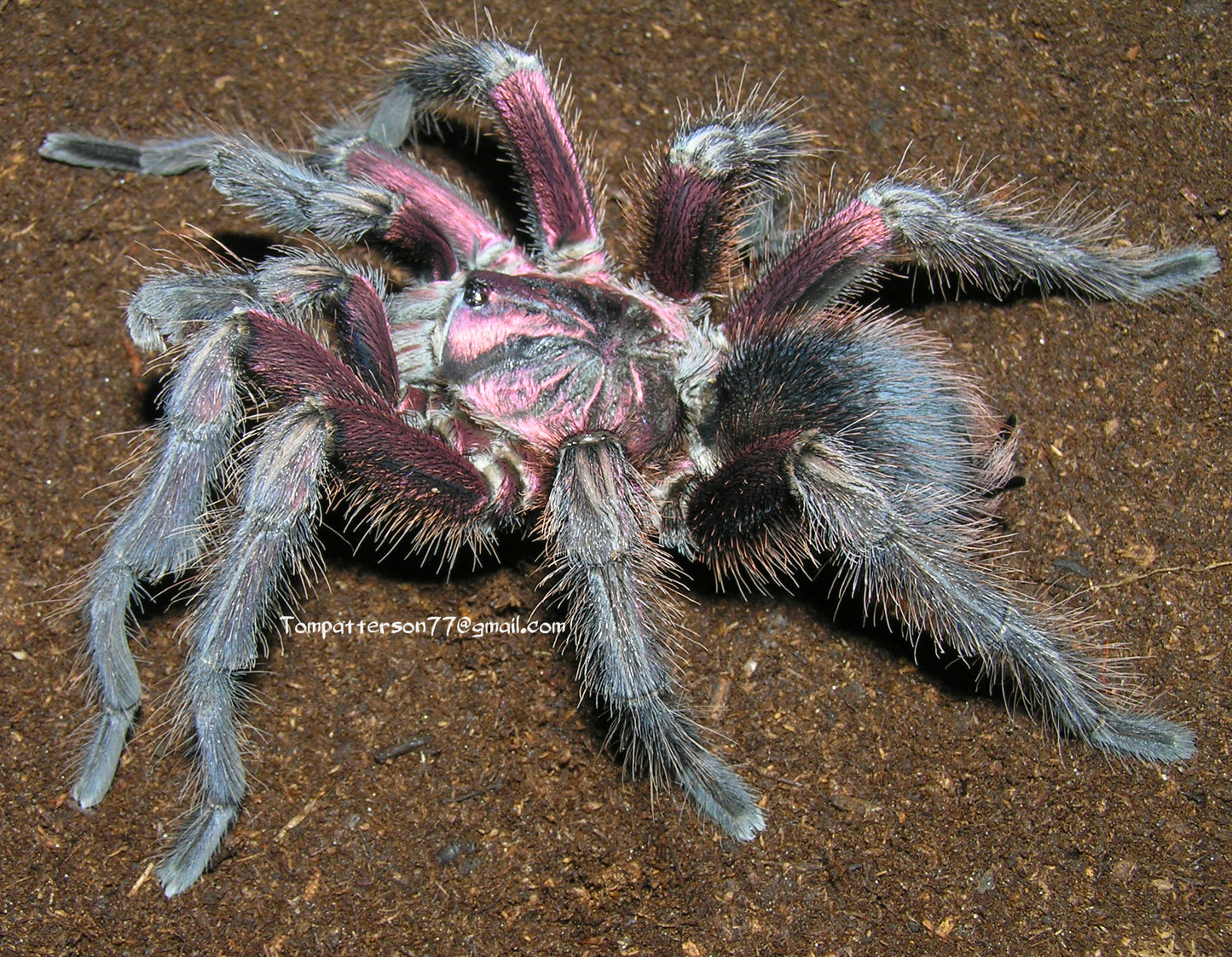 Phormictopus atrichomatus 3/4”
