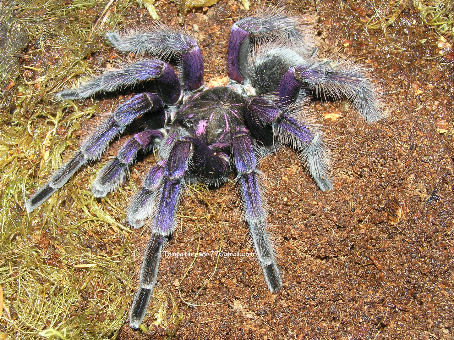 Pamphobeteus sp. "Platyomma" 1”