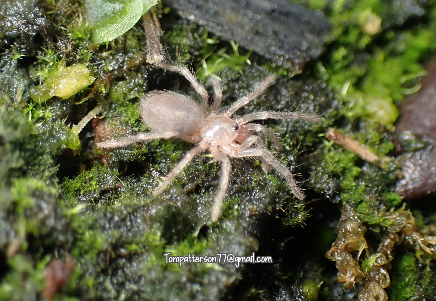 Aphonopelma crinirufum 1/4”